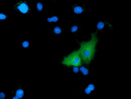 MICAL1 / MICAL Antibody - Anti-MICAL1 mouse monoclonal antibody  immunofluorescent staining of COS7 cells transiently transfected by pCMV6-ENTRY MICAL1.