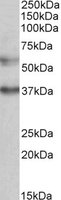 MICU1 / CBARA1 Antibody - CBARA1 antibody (0.5 ug/ml) staining of K562 lysate (35 ug protein/ml in RIPA buffer). Primary incubation was 1 hour. Detected by chemiluminescence.