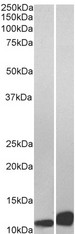 MIF Antibody - MIF antibody (0.01µg/ml) staining of Daudi (A) and Jurkat (B) lysate (35µg protein in RIPA buffer). Detected by chemiluminescence.