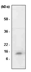 MIF Antibody - The extract of HL-60 was resolved by SDS-PAGE, transferred to PVDF membrane and probed with anti-human MIF antibody (1:1000). Protein was visualized using a goat anti-mouse secondary antibody conjugated to HRP and aN ECL detection system.