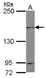 MINK1 / MINK Antibody - Sample (30 ug of whole cell lysate) A: U87-MG 5% SDS PAGE MINK1 / MAP4K6 antibody diluted at 1:1000