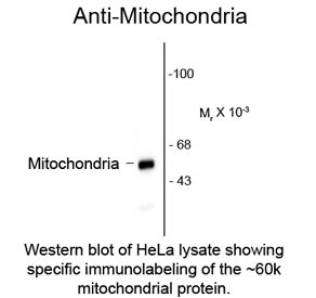 Mitochondria Antibody