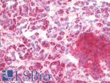Mitochondria Antibody - IHC with Mitochondria antibody on frozen human pancreas.  This image was taken for the unmodified form of this product. Other forms have not been tested.