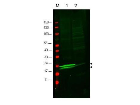 MLC2 / MYL9 Antibody - Anti-Myosin Antibody - Western Blot. Western blot of anti-RLC of Smooth and Non-muscle Myosin antibody to detect vascular myosin (rat aorta, lane 1) but not cardiac myosin (mouse heart, lane2). Each lane was loaded with 35 ug of lysate. Arrowheads indicate the detection of both mono-phosphorylated (upper) and unphosphorylated (lower) forms of the protein. After blocking with 5% NGS and 0.5% BLOTTO in PBS, the membrane was probed with the primary antibody diluted in blocking buffer to 1:600 for 2 h at room temperature. The membrane was washed and reacted with a 1:10000 dilution of IRDye800 conjugated Gt-a-Rabbit IgG [H&L] MX ( for 45 min at room temperature (800 nm channel, green). Molecular weight estimation was made by comparison to prestained MW markers in lane M (700 nm channel, red). IRDye800 fluorescence image was captured using the Odyssey Infrared Imaging System developed by LI-COR. IRDye is a trademark of LI-COR, Inc. Other detection systems will yield similar results.