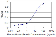 MLKL Antibody - Detection limit for recombinant GST tagged MLKL is 0.3 ng/ml as a capture antibody.