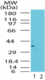 MLST8 / GBL Antibody - Western blot of LST8 in the 1) absence and 2) presence of immunizing peptide in human brain lysate using antibody at 0.5 ug/ml.