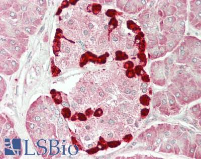 MLST8 / GBL Antibody - Human Pancreas: Formalin-Fixed, Paraffin-Embedded (FFPE)