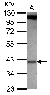 MLST8 / GBL Antibody - Sample (30 ug of whole cell lysate) A: 293T 10% SDS PAGE GBL antibody diluted at 1:1000