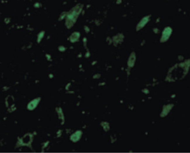 MLST8 / GBL Antibody - Immunofluorescence of GBL in Mouse Brain cells with GBL antibody at 10 ug/ml.