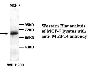 MMP14 Antibody