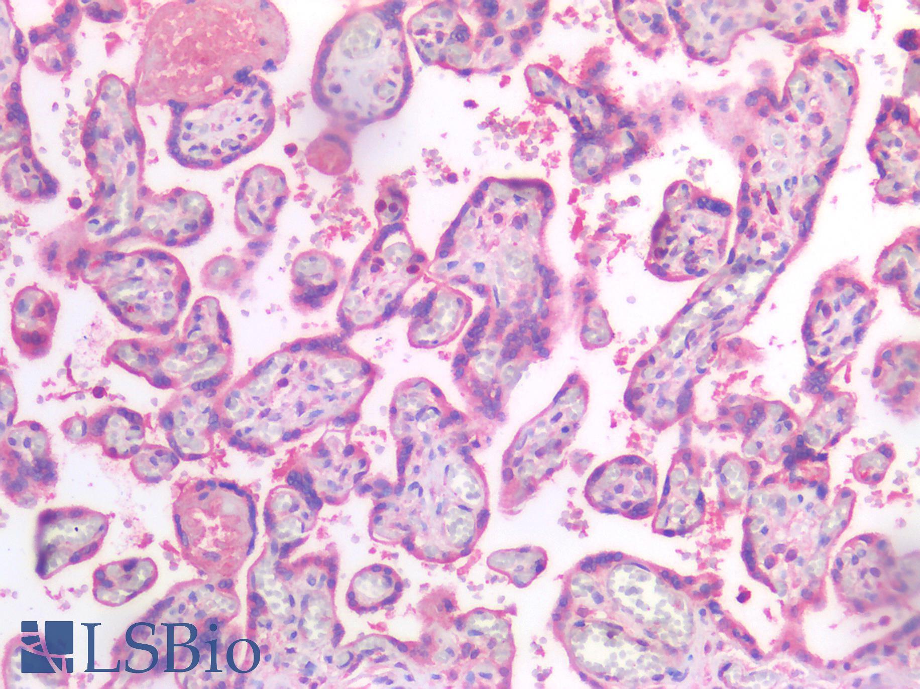 MMP2 Antibody - Human Placenta: Formalin-Fixed, Paraffin-Embedded (FFPE)