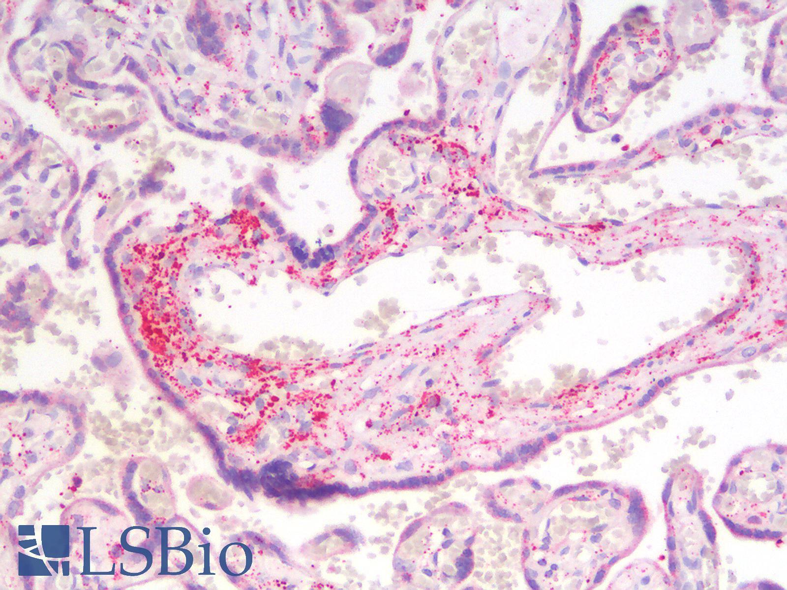 MMP2 Antibody - Human Placenta: Formalin-Fixed, Paraffin-Embedded (FFPE)