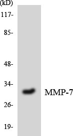 MMP7 / Matrilysin Antibody - Western blot analysis of the lysates from HT-29 cells using MMP-7 antibody.