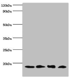 MMS2 / UBE2V2 Antibody - Western blot All lanes: UBE2V2 antibody at 3µg/ml Lane 1: Hela whole cell lysate Lane 2: Mouse brain tissue Lane 3: Jurkat whole cell lysate Lane 4: K562 whole cell lysate Secondary Goat polyclonal to rabbit IgG at 1/10000 dilution Predicted band size: 16 kDa Observed band size: 16 kDa