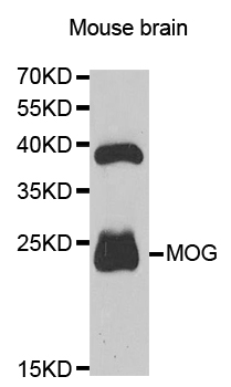 MOG Antibody - Western blot analysis of extracts of mouse brain, using MOG antibody.