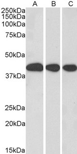 MORF4L1 / MRG15 Antibody - Goat Anti-MRG15 / MORF4L1 Antibody (0.3µg/ml) staining of Mouse Liver (A), Rat Liver (B) and Pig Liver (C) lysate (35µg protein in RIPA buffer). Primary incubation was 1 hour. Detected by chemiluminescencence
