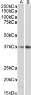 MORF4L1 / MRG15 Antibody - Goat Anti-MRG15 / MORF4L1 Antibody (0.3µg/ml) staining of NIH3T3 (A) and HepG2 (B) lysate (35µg protein in RIPA buffer). Primary incubation was 1 hour. Detected by chemiluminescencence