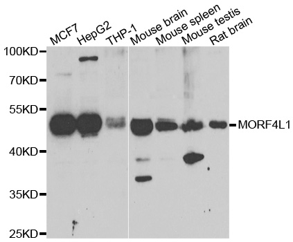 MORF4L1 / MRG15 Antibody - Western blot analysis of extracts of various cell lines, using MORF4L1 antibody.