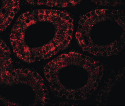 MOSPD1 Antibody - Immunofluorescence of MOSPD1 in mouse testis tissue with MOSPD1 antibody at 20 ug/ml.