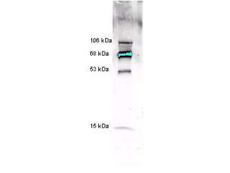 MPO / Myeloperoxidase Antibody - Anti-Myeloperoxidase (Human White Blood Cell) Antibody - Western Blot. Anti-Myeloperoxidase [Human Leukocytes] detects multiple MPO subunits and chain combinations by western blot. Polyclonal rabbit-anti-Myeloperoxidase was used at a 1:5000 dilution to detect 1.0 ug of human myeloperoxidase. This antibody detects a multiple bands corresponding to 53 kD and 15 kD polypeptides and chain combinations forming 68 kD and 106 kD proteins. The staining of the 68 kD band is so intense that is over saturates the signal detection. A 4-20% gradient gel was used to separate the protein by SDS-PAGE. The protein was transferred to nitrocellulose using standard methods. After blocking the membrane was probed with the primary antibody for 2 h at room temperature followed by washes and reaction with a 1:5000 dilution of IRDye800 conjugated Gt-a-Rabbit IgG [H&L] (code for 30 min at room temperature. LICORs Odyssey Infrared Imaging System was used to scan and process the image. Other detection systems will yield similar results.