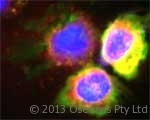 MPO / Myeloperoxidase Antibody - Rabbit antibody to MPO. Confocal microscopy on isolated monocytes. MPO detected with Rabbit antibody to MPO: red; Hoechst: blue; MHC class II: green. Magnification: 200 X