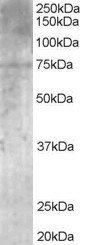 MPP5 Antibody - Antibody (1 ug/ml) staining of Human Brain lysate (35 ug protein in RIPA buffer). Primary incubation was 1 hour. Detected by chemiluminescence.
