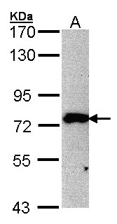 MPP5 Antibody - Sample (30 ug of whole cell lysate). A: 293T. 7.5% SDS PAGE. MPP5 antibody diluted at 1:500. 