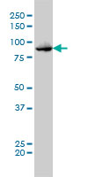 MPS1 / TTK Antibody - TTK monoclonal antibody (M01), clone 3G7 Western Blot analysis of TTK expression in K-562.
