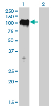 MPS1 / TTK Antibody - Western Blot analysis of TTK expression in transfected 293T cell line by TTK monoclonal antibody (M01), clone 3G7.Lane 1: TTK transfected lysate(97.1 KDa).Lane 2: Non-transfected lysate.