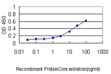 MPS1 / TTK Antibody - Detection limit for recombinant GST tagged TTK is approximately 0.3 ng/ml as a capture antibody.