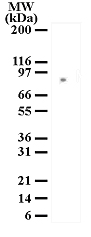 MRE11A / MRE11 Antibody - Western blot analysis for Mre11 in 293 cells: 10 microgram per lane 293 cell lysate was resolved by SDS-PAGE and the blot was probed with 2 ug/ml anti-MRE11 antibody. A protein band of approximate molecular weight of 81 kD is detected.