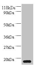 MRFAP1L1 Antibody - Western blot All lanes: MORF4 family-associated protein 1-like 1 antibody at 2µg/ml + HepG2 whole cell lysate Secondary Goat polyclonal to rabbit IgG at 1/10000 dilution Predicted band size: 15 kDa Observed band size: 15 kDa