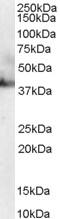 MRNP41 / RAE1 Antibody - Antibody staining (0.03 ug/ml) of HepG2 lysate (RIPA buffer, 30 ug total protein per lane). Primary incubated for 1 hour. Detected by Western blot of chemiluminescence.