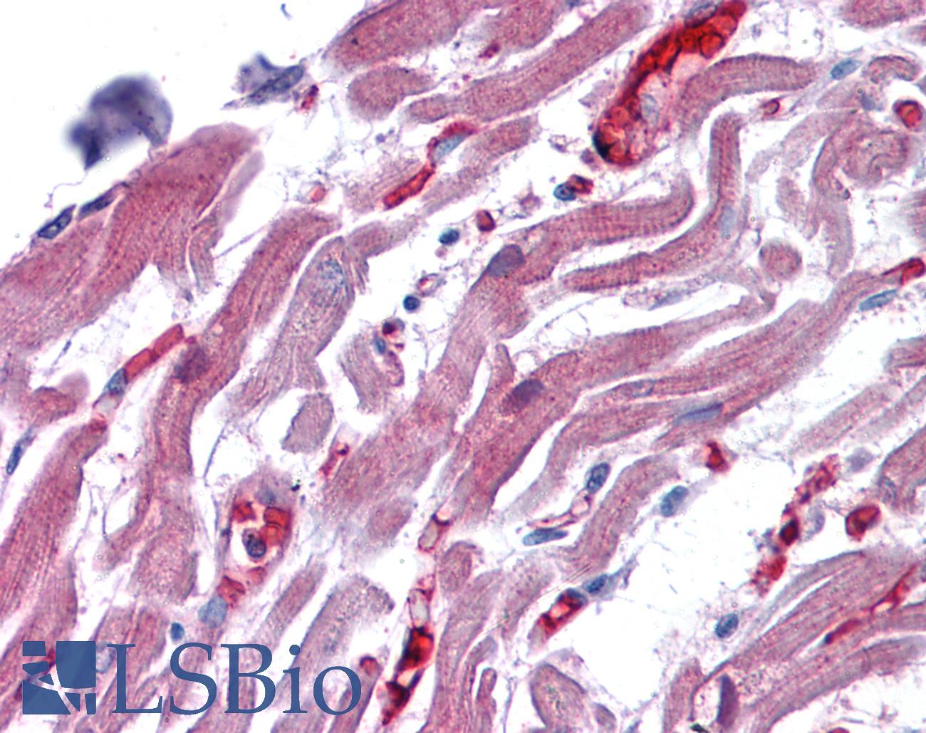 MRNP41 / RAE1 Antibody - Anti-RAE1 antibody IHC of human heart. Immunohistochemistry of formalin-fixed, paraffin-embedded tissue after heat-induced antigen retrieval. Antibody concentration 3.75 ug/ml.