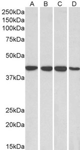 MRNP41 / RAE1 Antibody - Goat Anti-RAE1 Antibody (0.1µg/ml) staining of HepG2 (A), HeLa (B), Jurkat (C) and MCF7 (D) lysates (35µg protein in RIPA buffer). Primary incubation was 1 hour. Detected by chemiluminescencence.