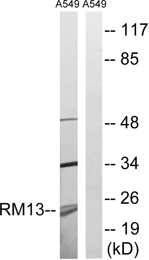 MRPL13 Antibody - Western blot analysis of lysates from A549 cells, using MRPL13 Antibody. The lane on the right is blocked with the synthesized peptide.