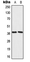 MRPL39 Antibody - Western blot analysis of MRPL39 expression in 293T (A); NIH3T3 (B) whole cell lysates.