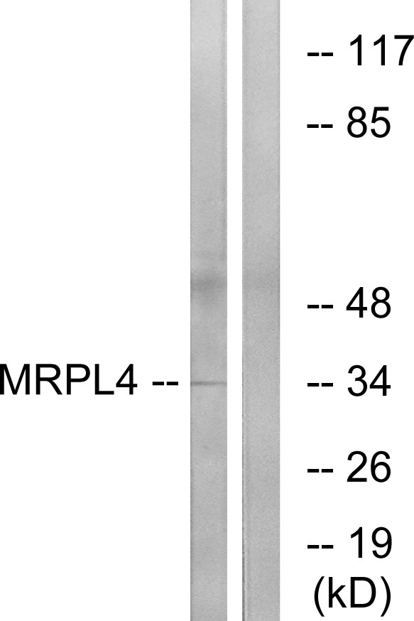 MRPL4 / MRP-L4 Antibody - Western blot analysis of lysates from COLO cells, using MRPL4 Antibody. The lane on the right is blocked with the synthesized peptide.