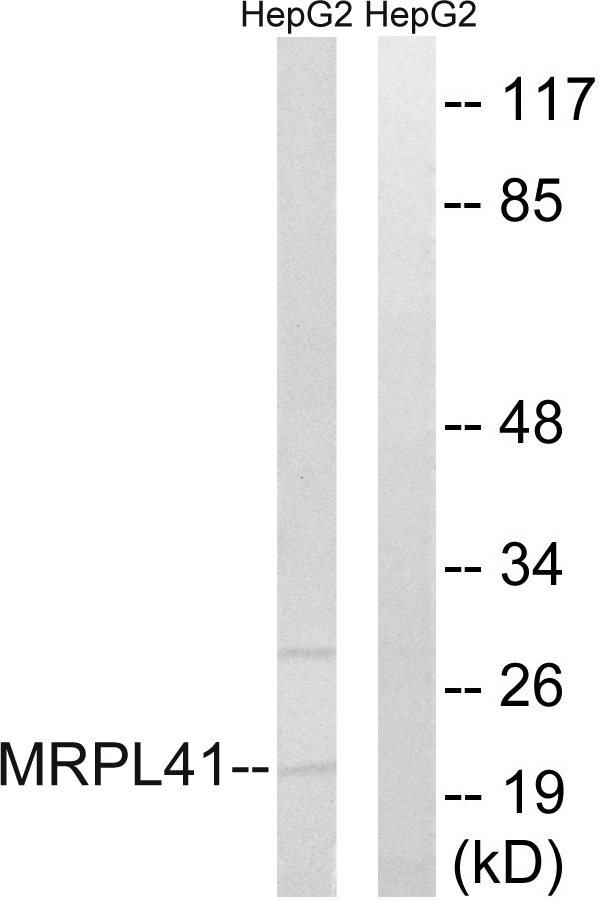 MRPL41 / PIG3 / BMRP Antibody - Western blot analysis of lysates from HepG2 cells, using MRPL41 Antibody. The lane on the right is blocked with the synthesized peptide.