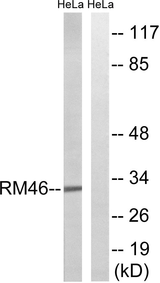 MRPL46 Antibody - Western blot analysis of lysates from HeLa cells, using MRPL46 Antibody. The lane on the right is blocked with the synthesized peptide.