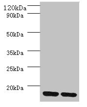MRPL55 Antibody - Western blot All lanes: MRPL55 antibody at 2µg/ml Lane 1: K562 whole cell lysaye Lane 2: PC-3 whole cell lysaye Secondary Goat polyclonal to rabbit IgG at 1/10000 dilution Predicted band size: 16, 19 kDa Observed band size: 16 kDa