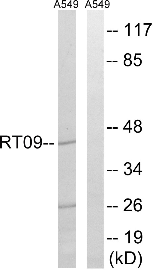 MRPS9 Antibody - Western blot analysis of lysates from A549 cells, using MRPS9 Antibody. The lane on the right is blocked with the synthesized peptide.