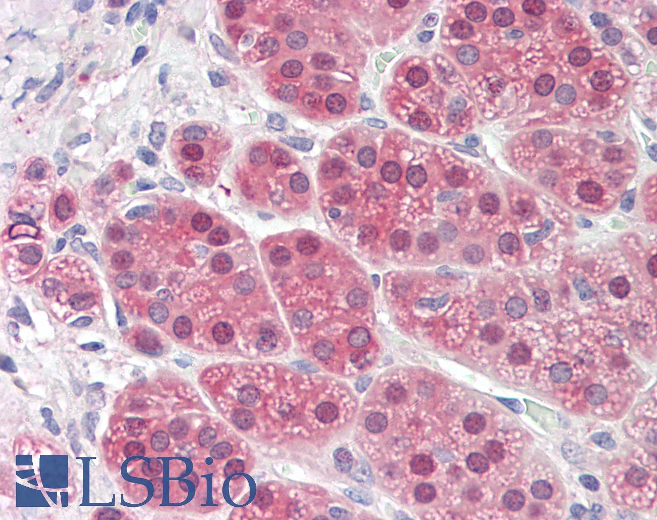 MS / MTR Antibody - Anti-MS / MTR antibody IHC staining of human adrenal. Immunohistochemistry of formalin-fixed, paraffin-embedded tissue after heat-induced antigen retrieval.