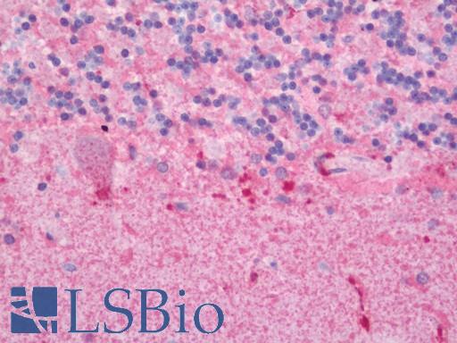 MS4A3 Antibody - Human Brain, Cerebellum: Formalin-Fixed, Paraffin-Embedded (FFPE) 