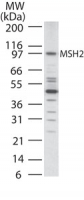 MSH2 Antibody - Western blot of MSH2 in HCT-116 using antibody at 2 ug/ml.