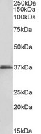 MSI2 Antibody - Goat anti-MSI2 / musashi-2 (aa33-43) Antibody (0.1µg/ml) staining of Kelly lysate (35µg protein in RIPA buffer). Detected by chemiluminescencence.