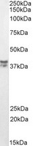MSI2 Antibody - Goat anti-MSI2 / musashi-2 (aa33-43) Antibody (0.3µg/ml) staining of fetal Mouse Brain lysate (35µg protein in RIPA buffer). Detected by chemiluminescencence.