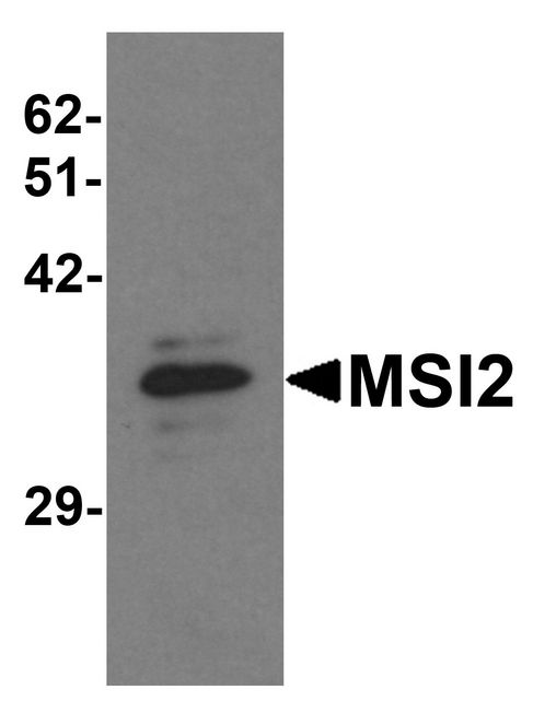 MSI2 Antibody - Western blot analysis of MSI2 in EL4 cell lysate with MSI2 antibody at 1 ug/ml.