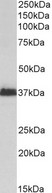 MSI2 Antibody - Goat anti-MSI2 / musashi-2 Antibody (2µg/ml) staining of Kelly lysate (35µg protein in RIPA buffer). Detected by chemiluminescencence.