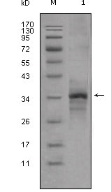 MSTN / GDF8 / Myostatin Antibody - Western blot using Myostatin mouse monoclonal antibody against truncated Myostatin-His recombinant protein (1).